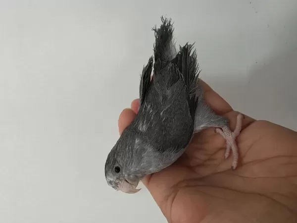 Sağlıklı Forpus Dişi Yavru