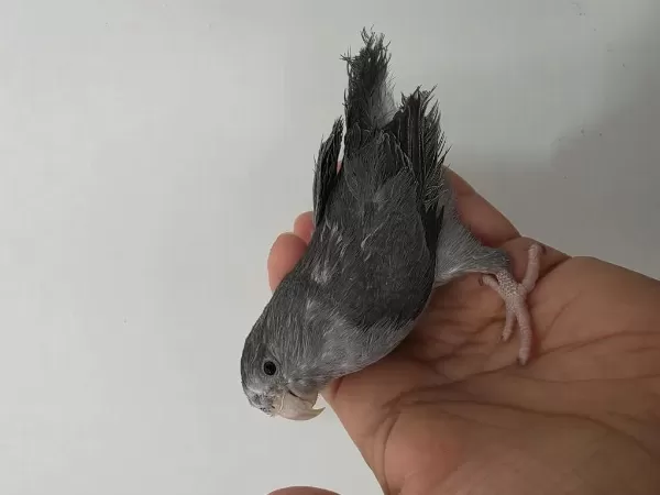 Sağlıklı Forpus Dişi Yavru