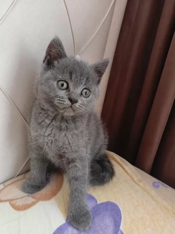 Yavru Kedimi Sahiplendirmek İstiyorum