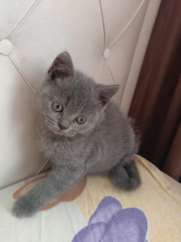 Yavru Kedimi Sahiplendirmek İstiyorum