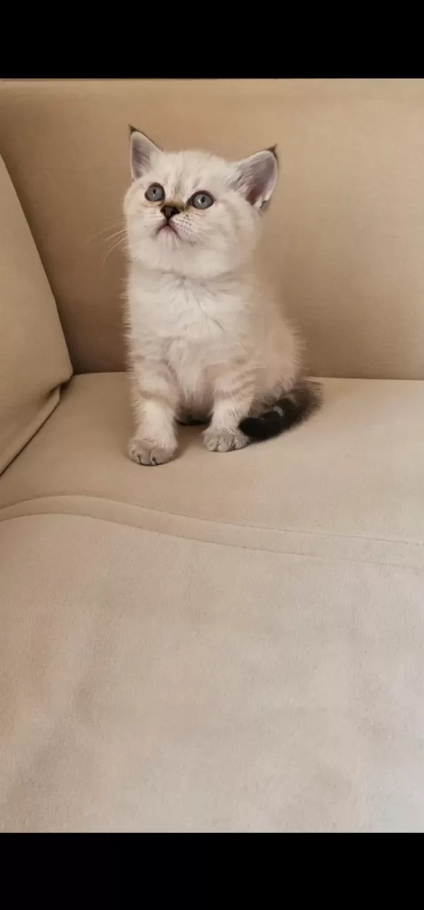 Ayı Surat Point Yavru Kediler