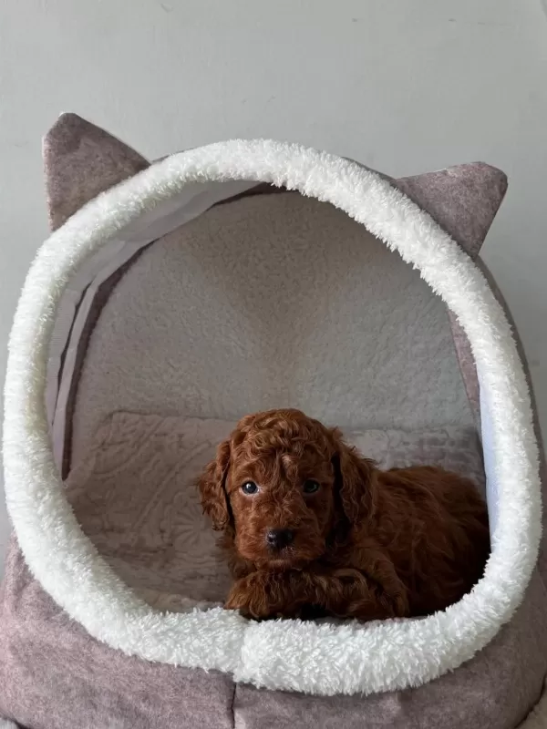 Türkiye Geneli 81 İle Gönderim Toy Poodle