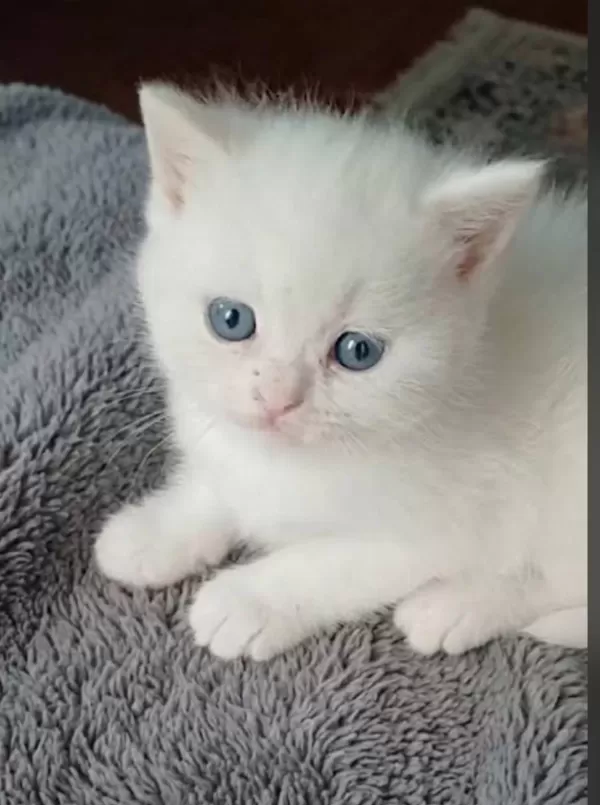 Anne Altından Veteriner Kontrollü Kedilerimiz