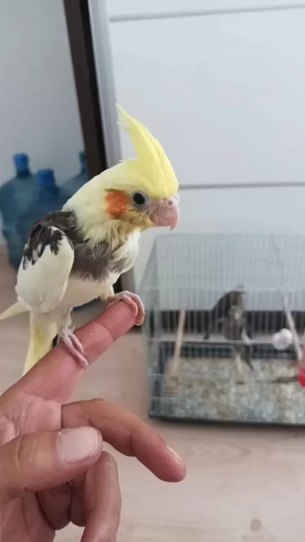 El Besleme Eğitimli Sultan Papağanı Bebekler