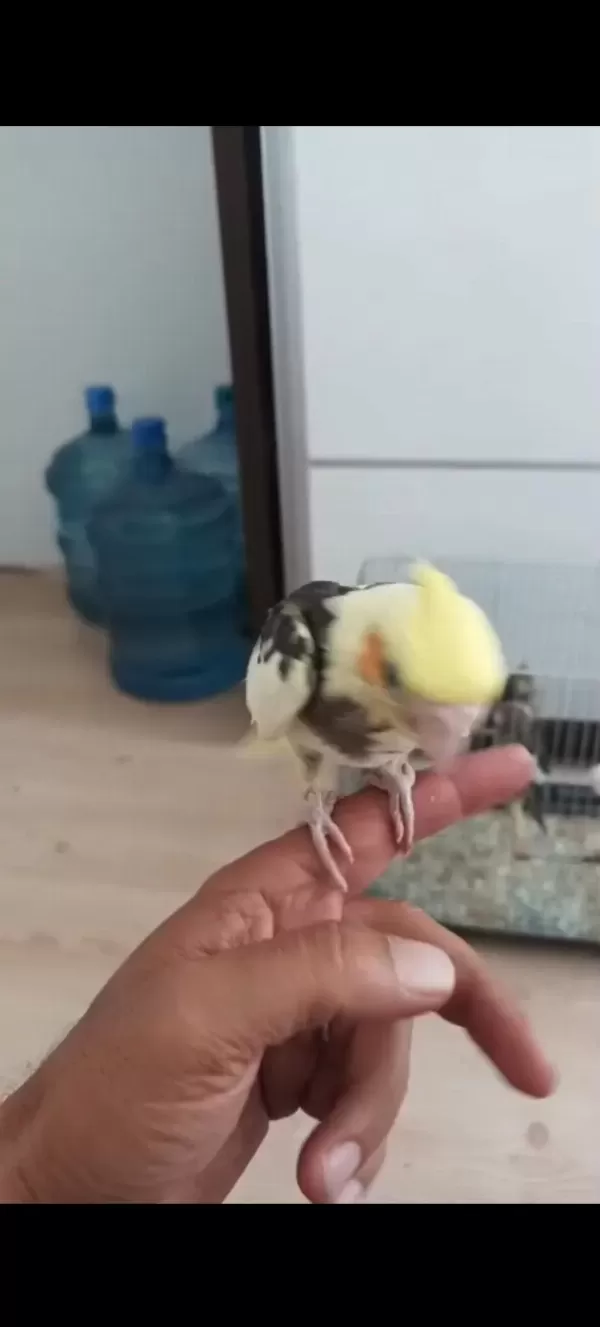 El Besleme Eğitimli Sultan Papağanı Bebekler