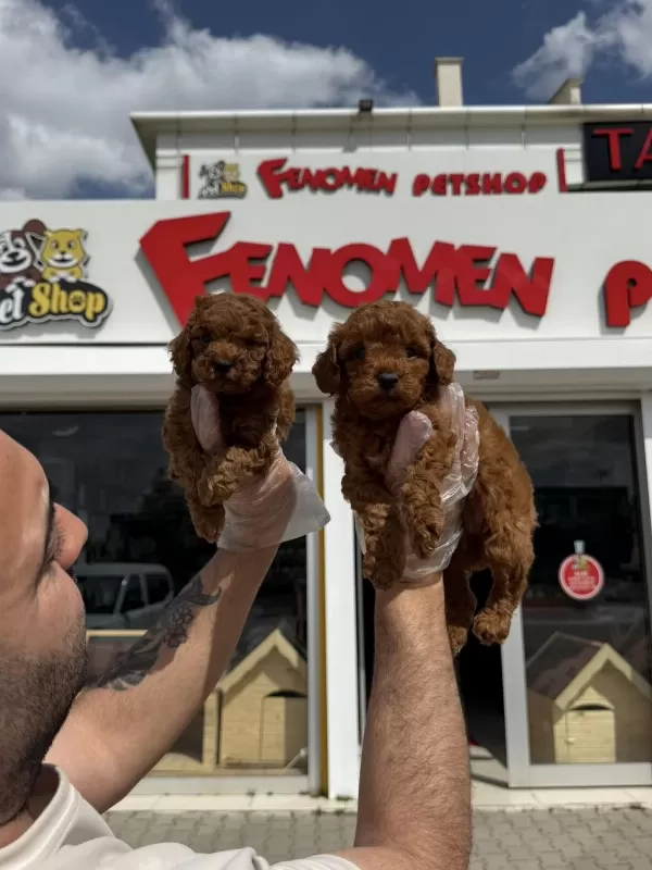 En Güzel Ret Brown Toy Poodle Yavrular Dişi Erkek Ank