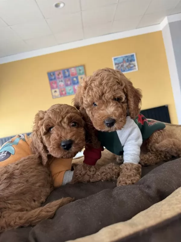 Wc Eğitimli Toy Poodle Yavrularimiz Teslime Hazir Ank