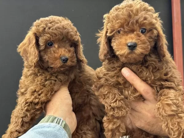 Petmode Köpek Çiftliğinden Toy Poodle Yavrularımız