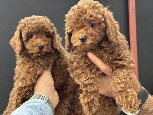 Petmode Köpek Çiftliğinden Toy Poodle Yavrularımız