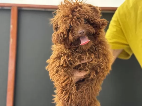 Tea Cup 7 Aylık Dişi Kore Poodle 1.850 Gr