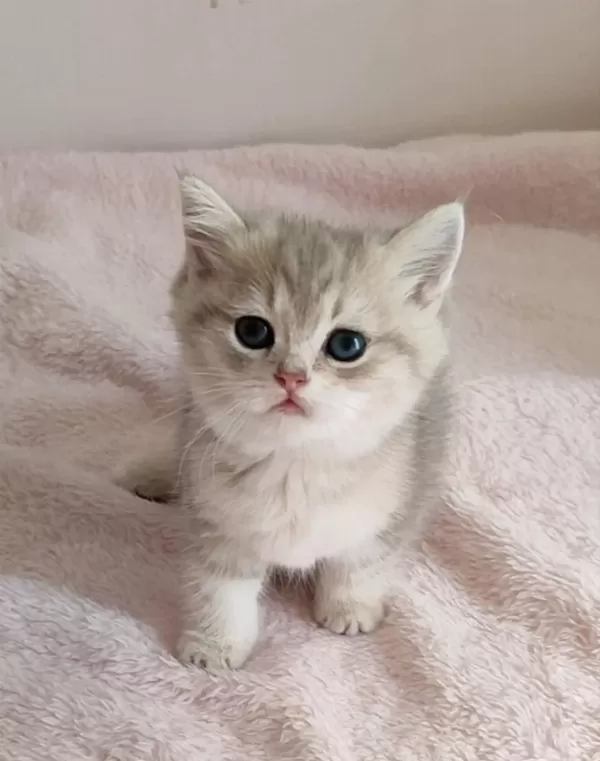 Safkan British Shorthair