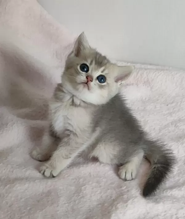 Safkan British Shorthair