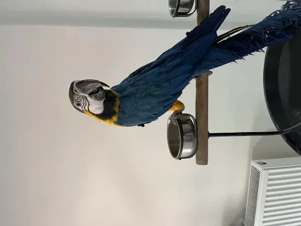 Full Evcil 2024 Bilezikli Macaw