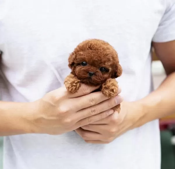 Şecereli Toy Poodle Yavrular Ruhsatlı Üretim Çiftliği