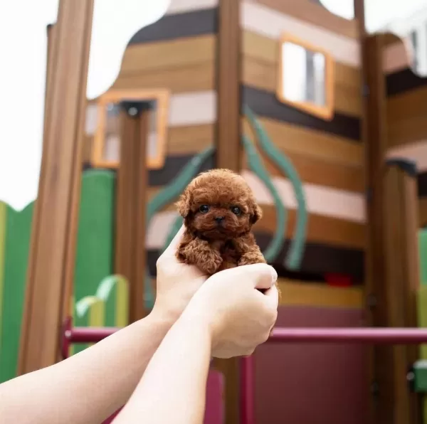 Şecereli Toy Poodle Yavrular Ruhsatlı Üretim Çiftliği