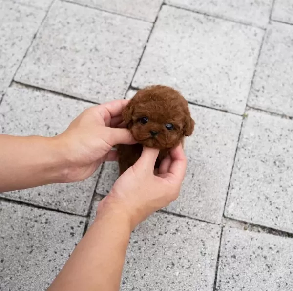 Şecereli Toy Poodle Yavrular Ruhsatlı Üretim Çiftliği