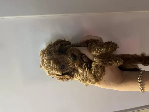 Toy Poodle Yavru Köpeğimiz