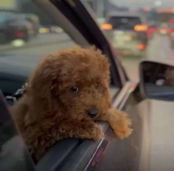 Harika Toy Poodle 3 Aylik