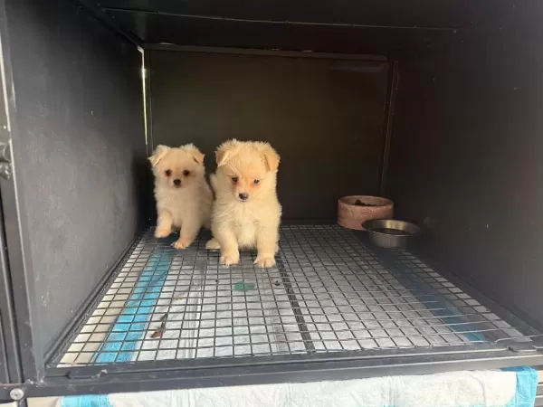 Sağlıklı Pomeranian Spitz