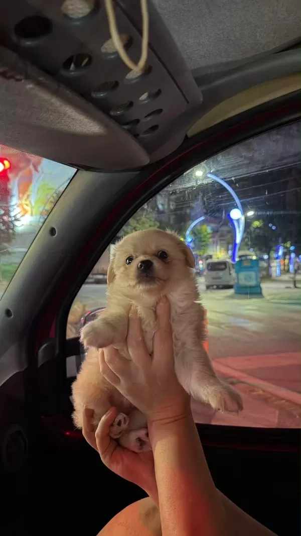 Sağlıklı Pomeranian Spitz