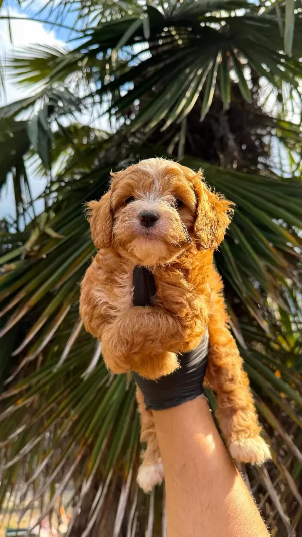 Harika Dişi Maltipoo
