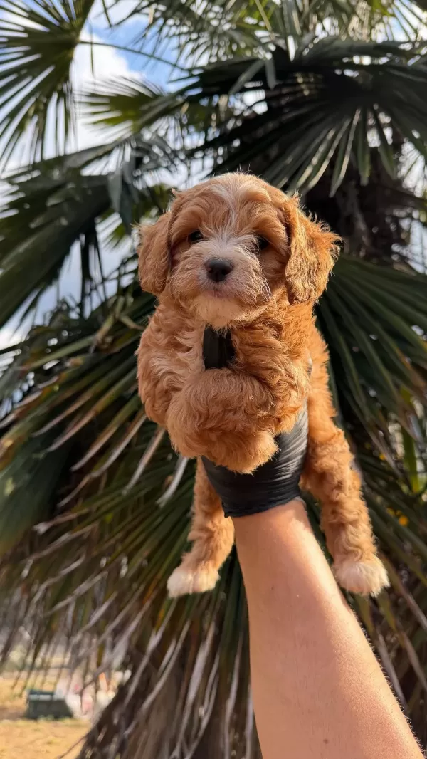 Harika Dişi Maltipoo