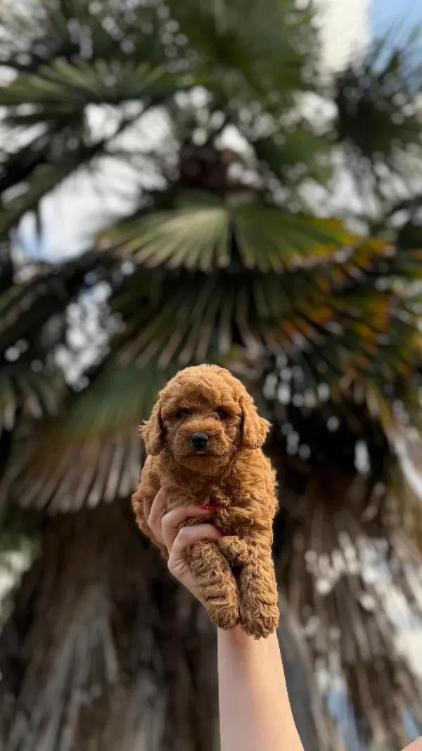 Harika Toypoodle Bebekler