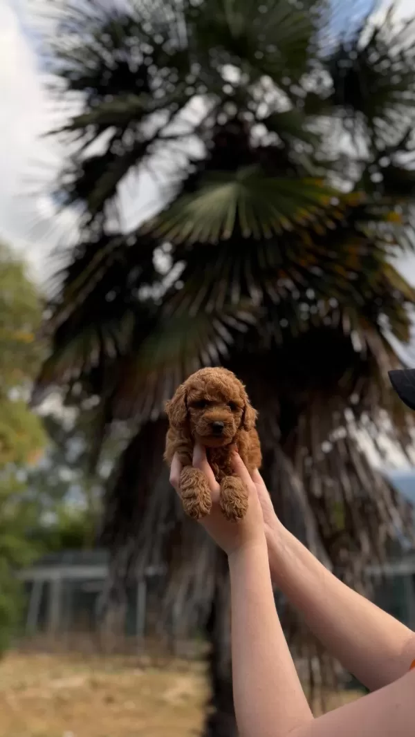 Harika Toypoodle Bebekler
