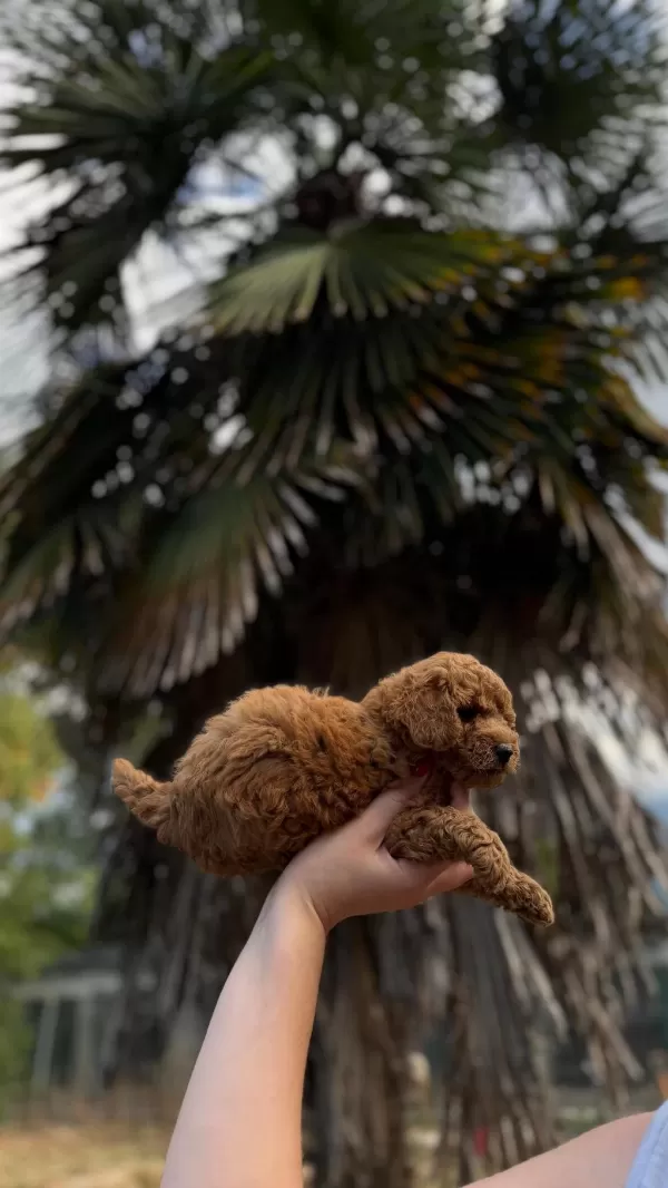 Harika Toypoodle Bebekler