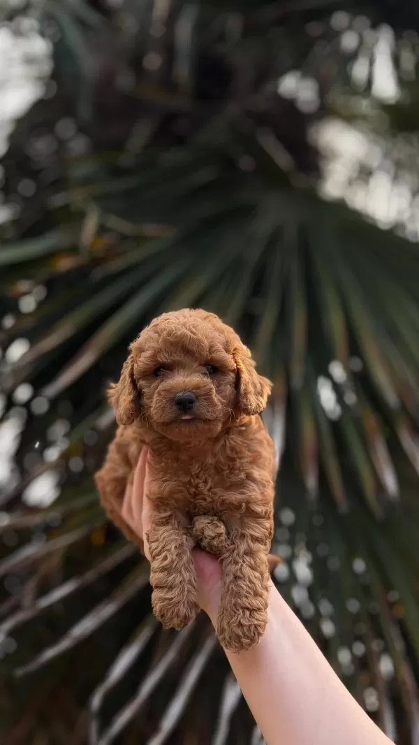 Harika Toypoodle Bebekler