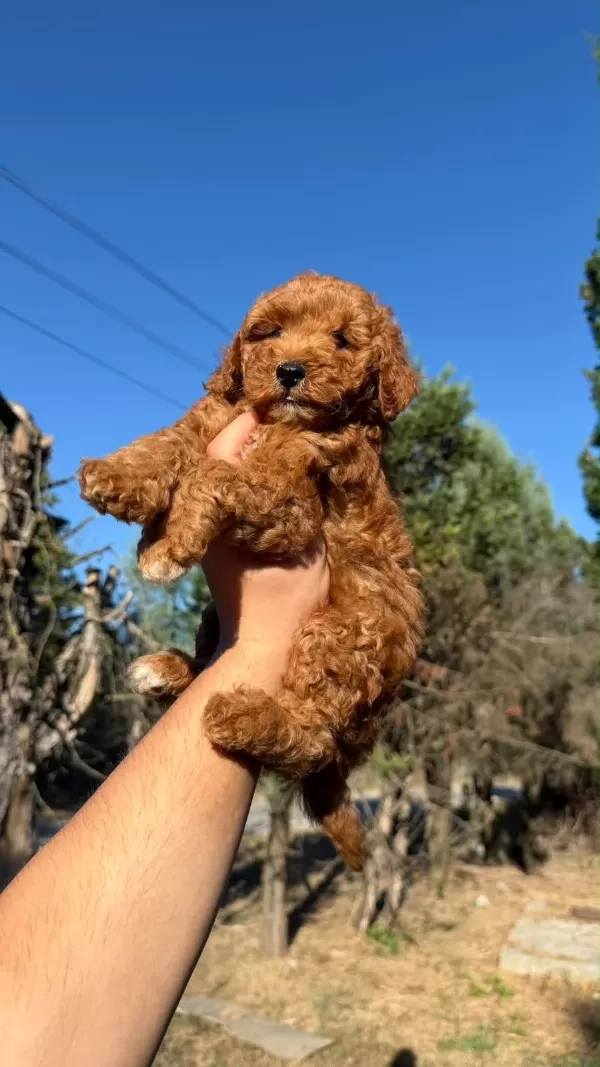 Sağlıklı Toypoodle Bebekler