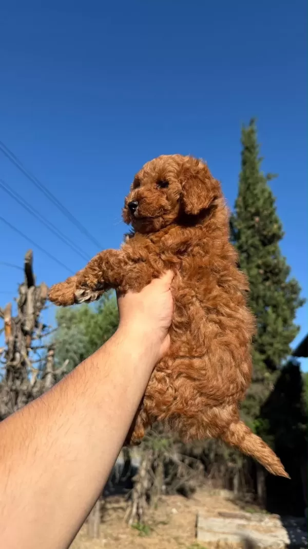 Sağlıklı Toypoodle Bebekler