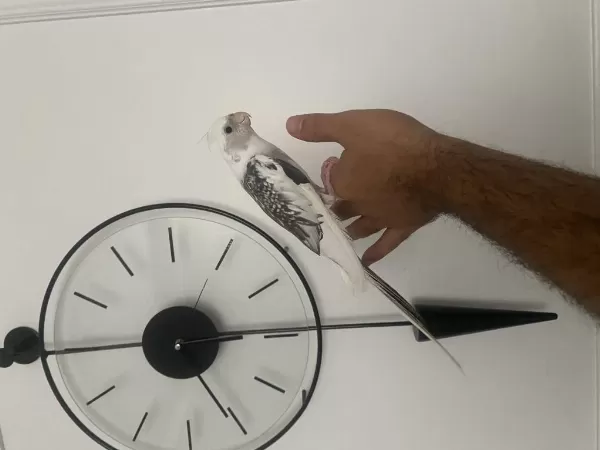 Evcil Sultan Papağanı