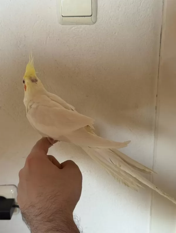 Kırmızı Göz Erkek Lutino Sultan Papağanı