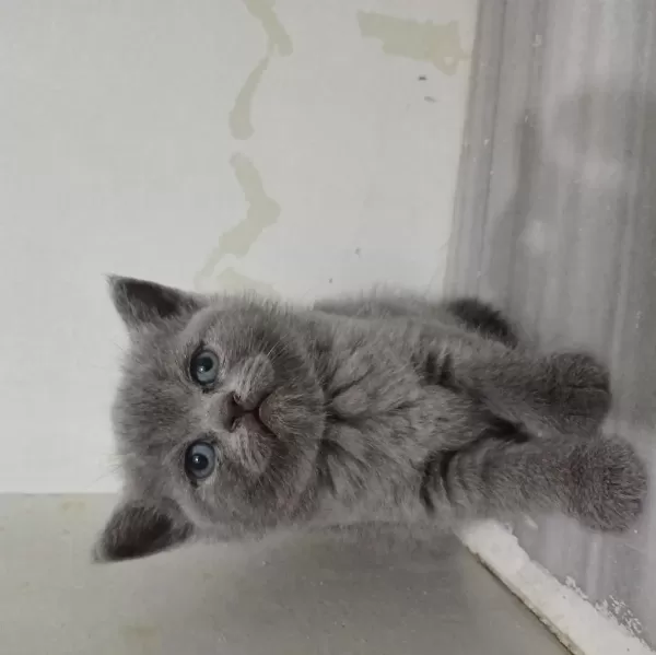 British Shorthair Yavru Kedimiz