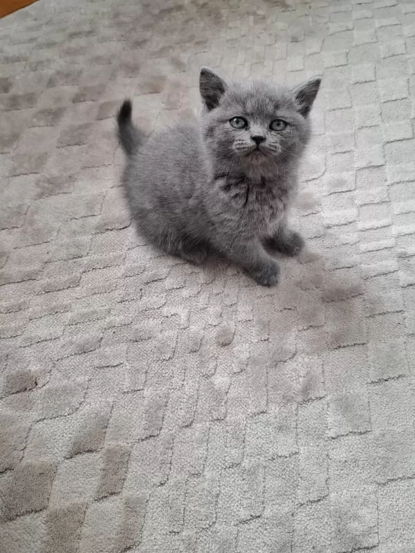 British Shorthair Yavrumuz