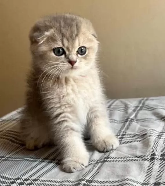 Safkan Anne Ve Babadan Scottish Fold