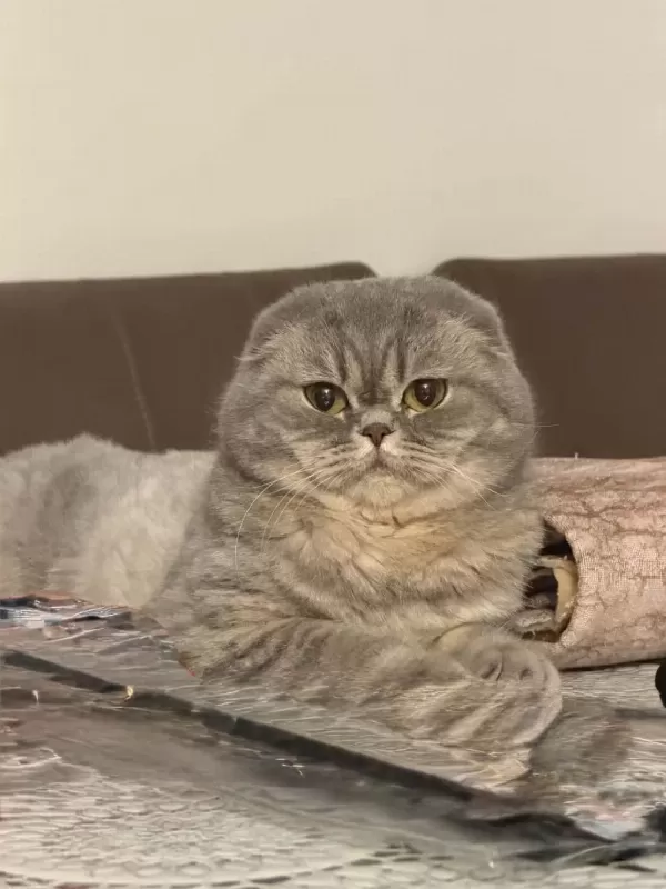 Safkan Anne Ve Babadan Scottish Fold