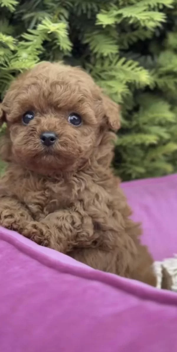 Harika Toy Poodle Köpekler