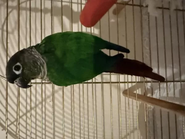 Green Cheek Conure (yeşil Yanaklı Konur)