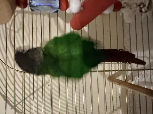 Green Cheek Conure (yeşil Yanaklı Konur)