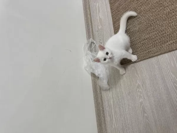 British Shorthair Yavru Erkek