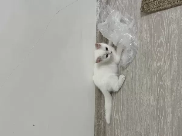British Shorthair Yavru Erkek