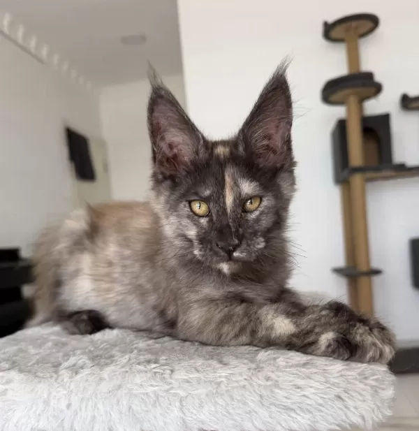 Maine Coon Dişi Black Tortie Pet Şecereli