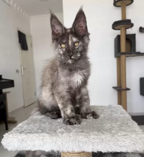 Maine Coon Dişi Black Tortie Pet Şecereli