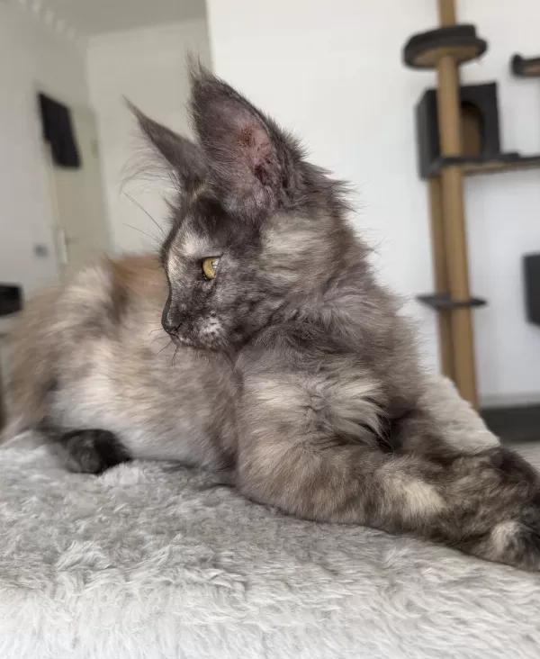 Maine Coon Dişi Black Tortie Pet Şecereli