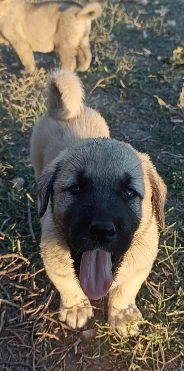 2 Aylık Yavru Köpekler
