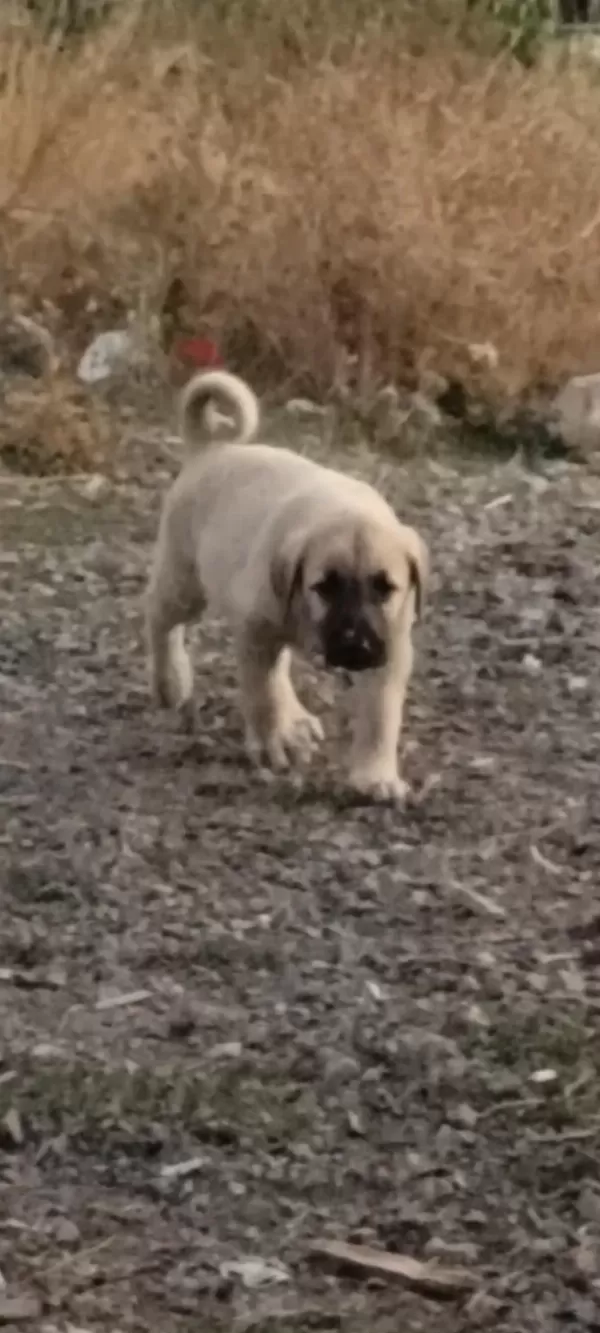 2 Aylık Yavru Köpekler