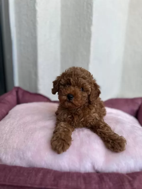 Ziyarete Açik Erkek Dişi Poodle Bebekler