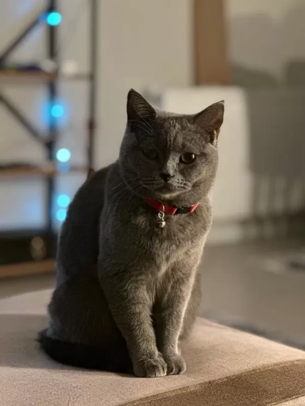 3 Yaşında Shorthair Dişi